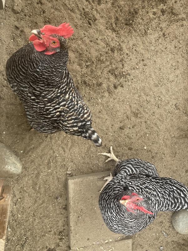 Manna Pro Poultry Grit Supplement, 25-lb Bag for Optimal Digestion