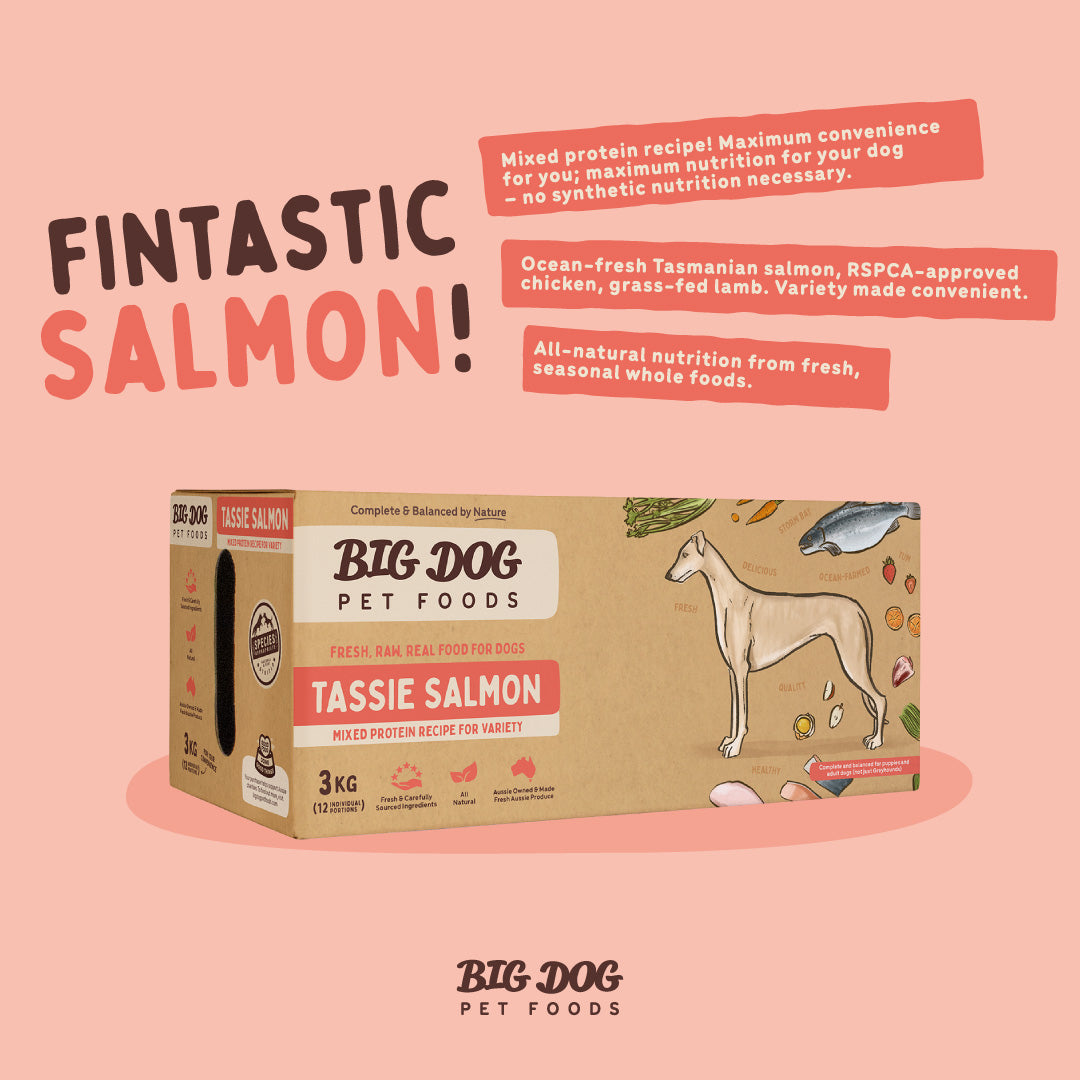 Big Dog Raw Tasmanian Salmon Recipe for Dogs: Omega-3 Rich & Balanced