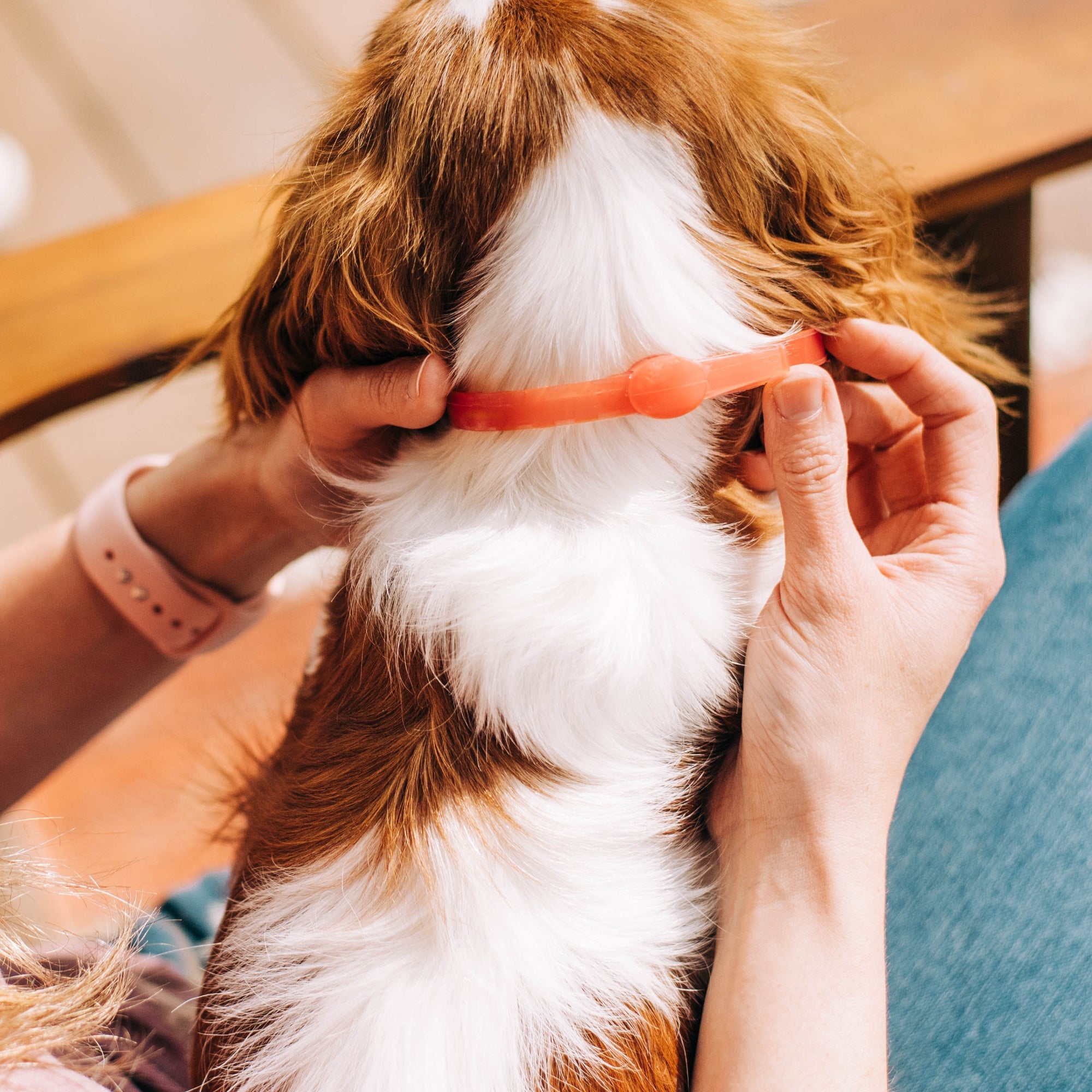 Wondercide Plant-Powered Flea & Tick Protection Bundle: Collar & Spray for Dogs