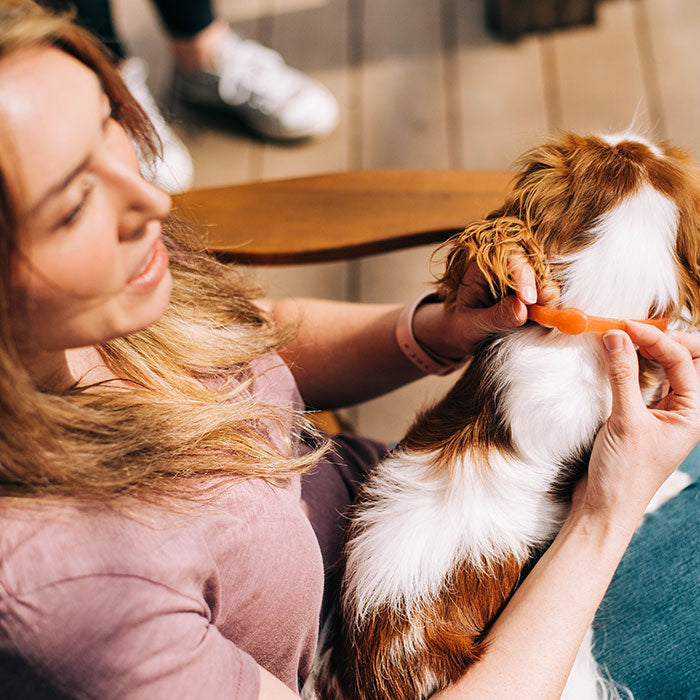 Wondercide Peppermint Flea & Tick Collar for Dogs: 4-Month Plant-Powered Protection