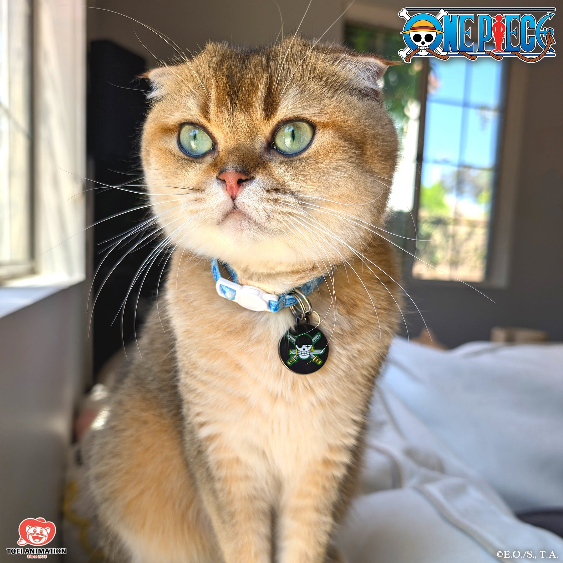 One Piece Roronoa Zoro Jolly Roger Pet ID Tag