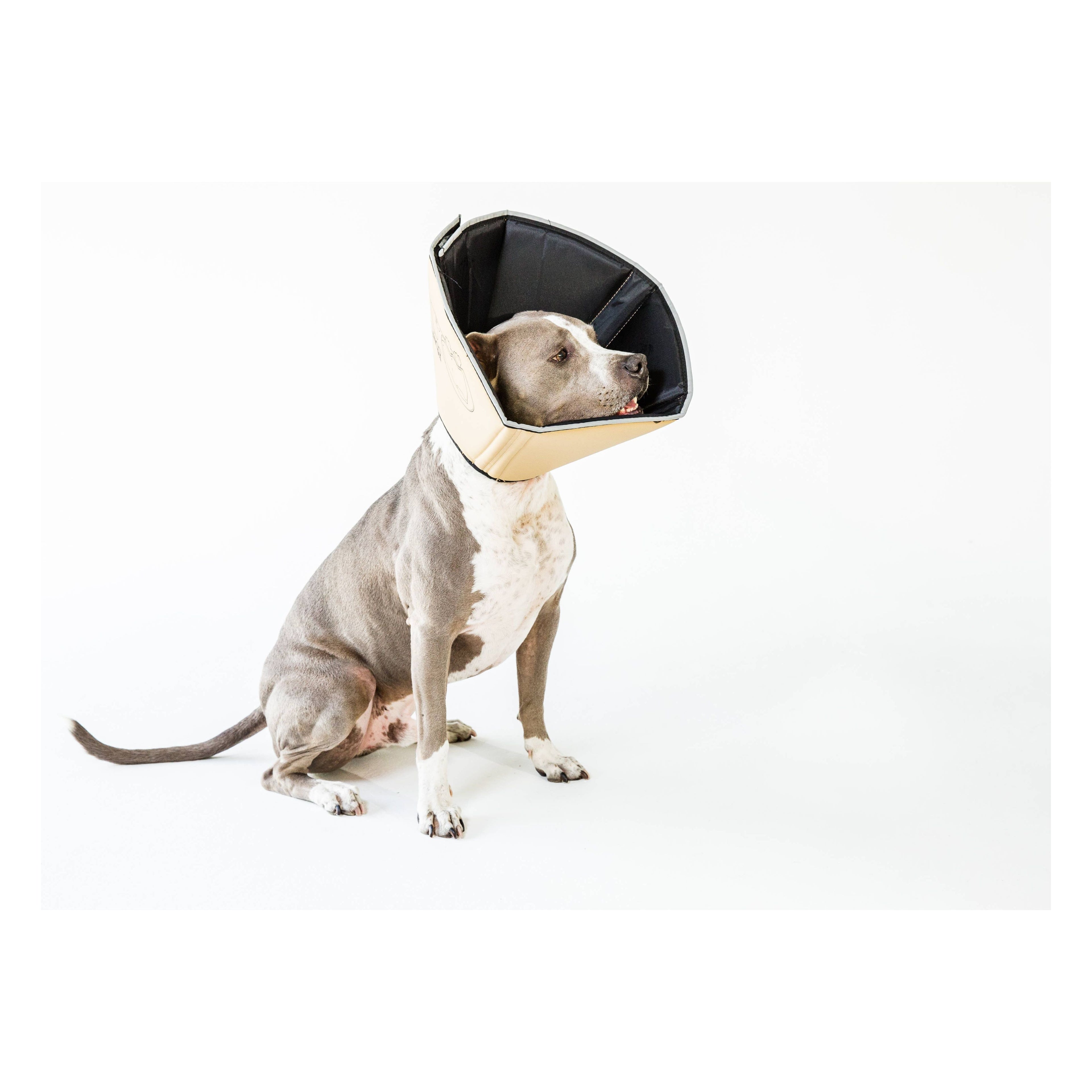 All Four Paws XL Soft Comfy Cone: Gentle Pet Recovery E-Collar for Healing