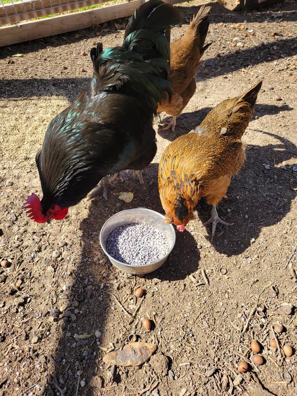 Manna Pro Poultry Grit Supplement, 25-lb Bag for Optimal Digestion